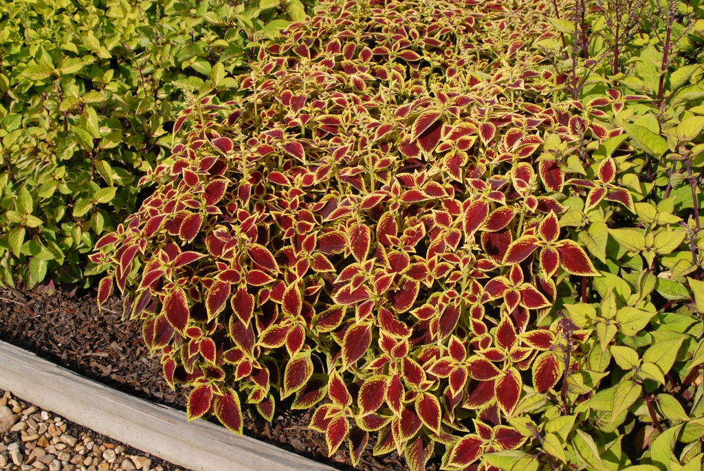 Coleus