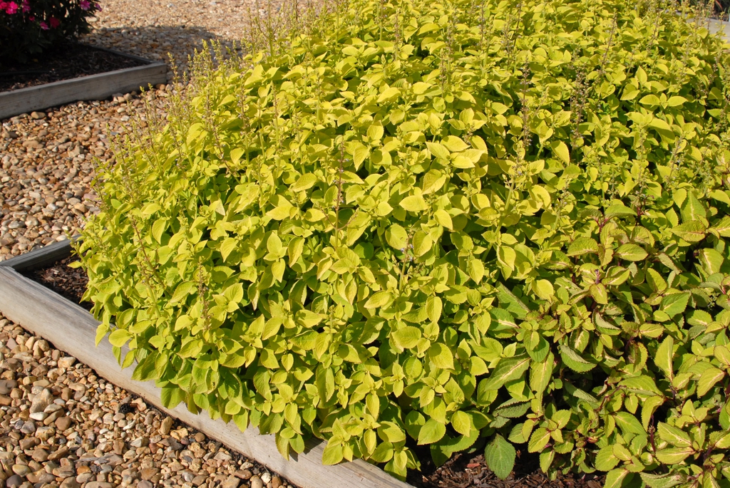 Coleus