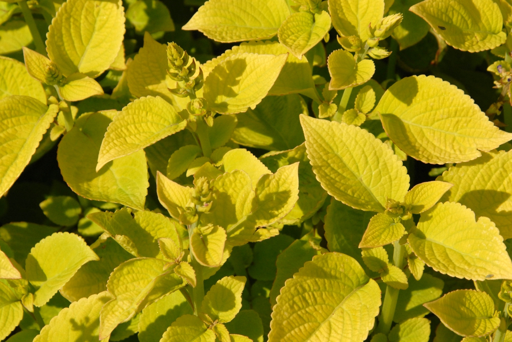 Coleus