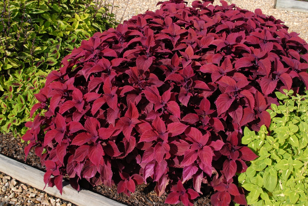 Coleus