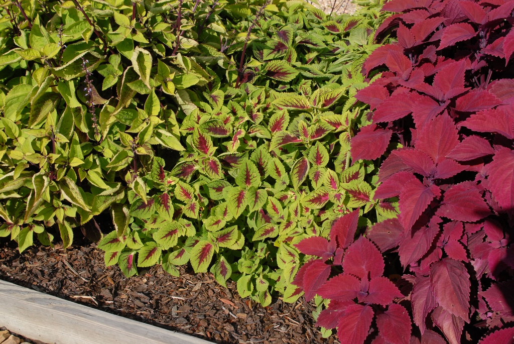 Coleus
