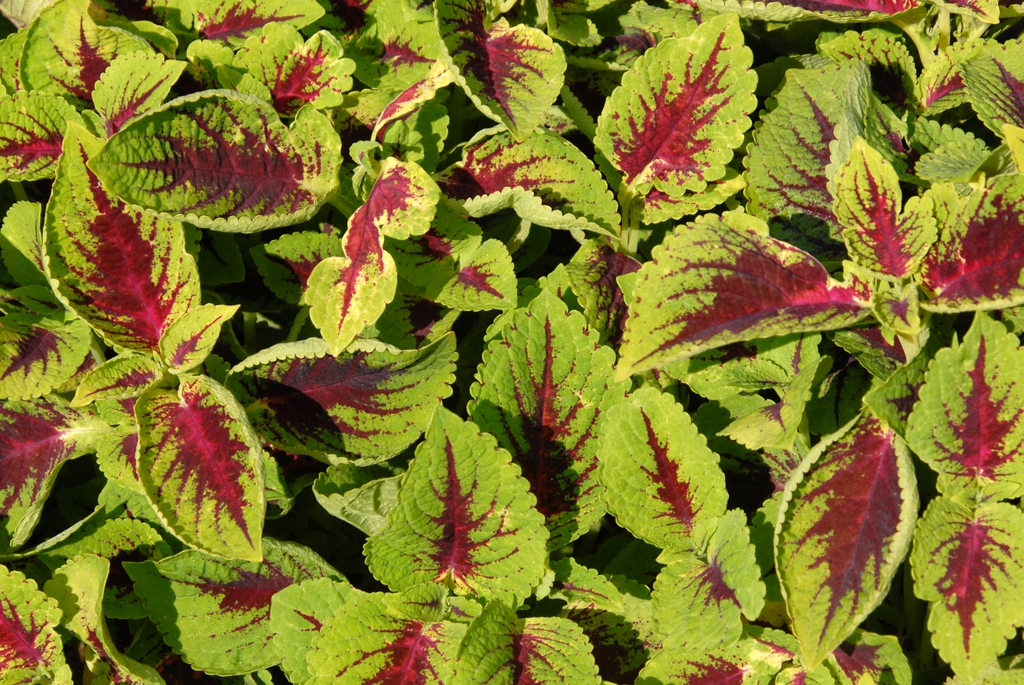 Coleus