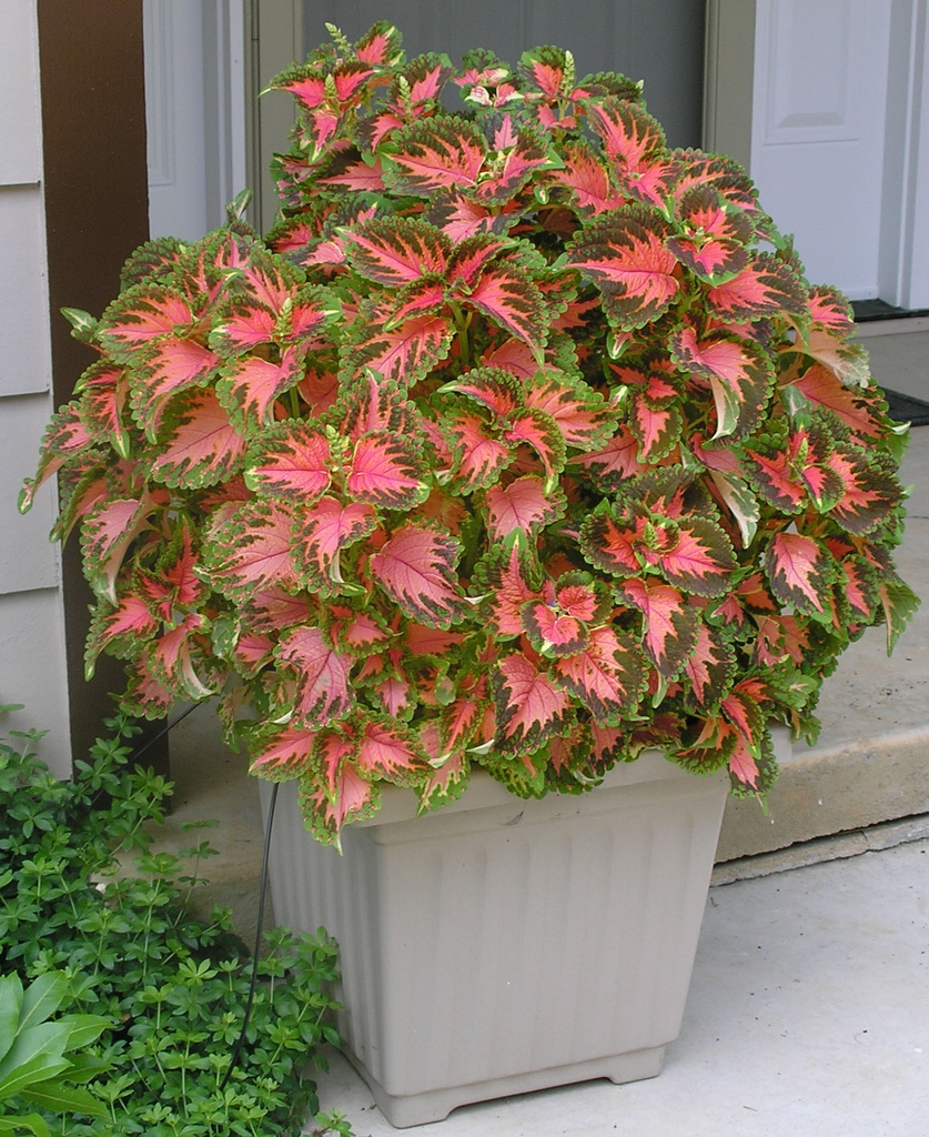 Form