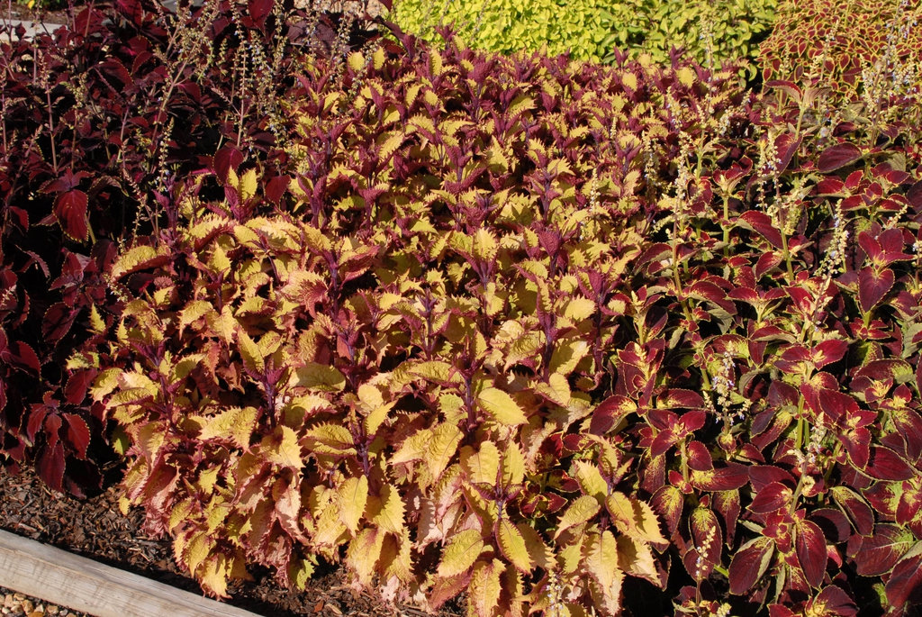Coleus