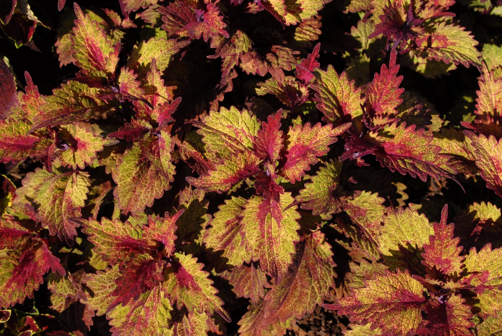Coleus
