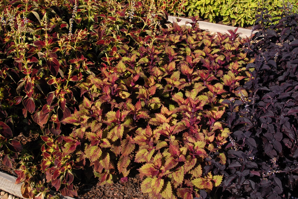 Coleus