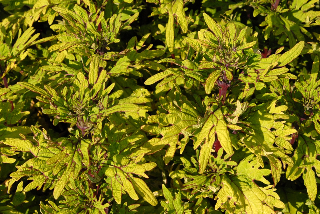 Coleus
