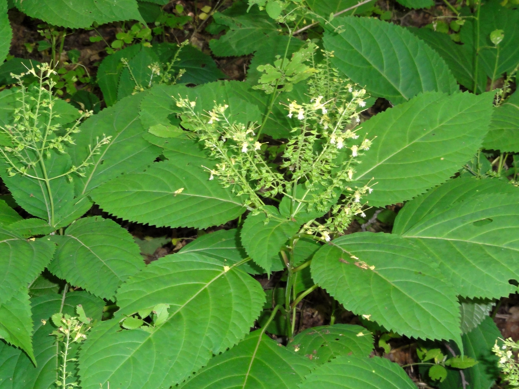 Form