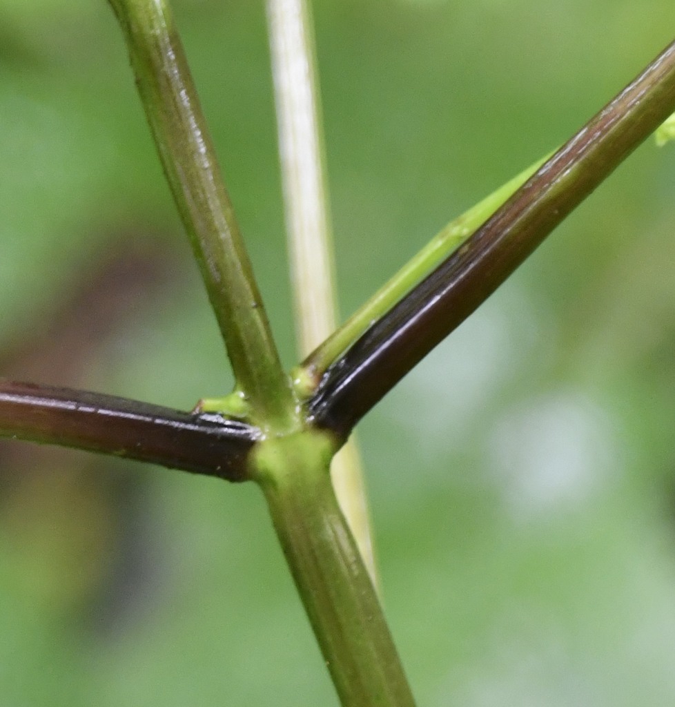 Stem