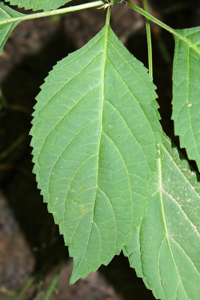 Leaf closeup