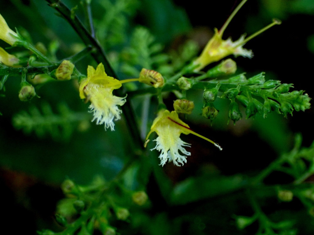 Close up of flower