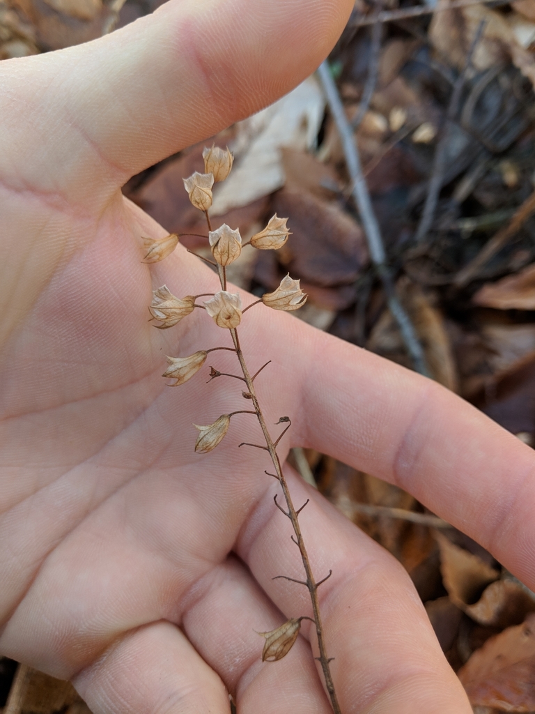 Fruit