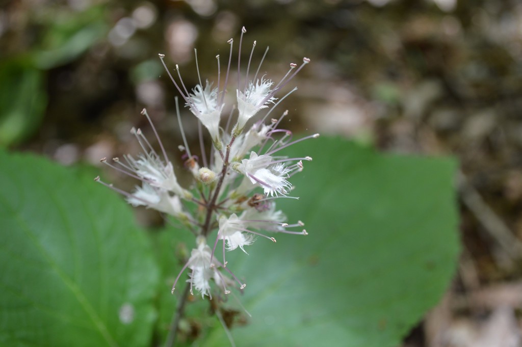 Close up of flower