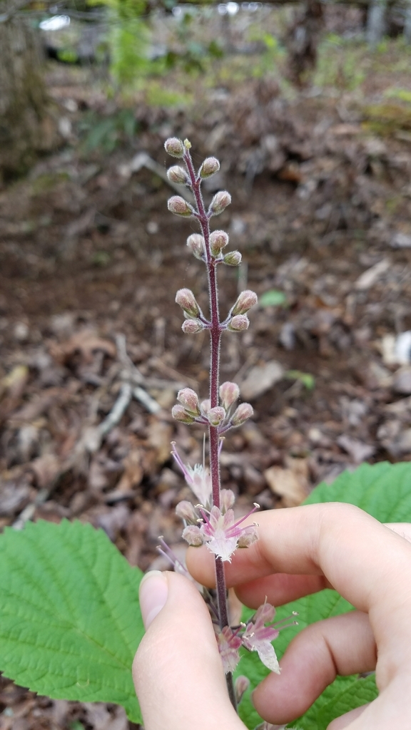 Flower buds