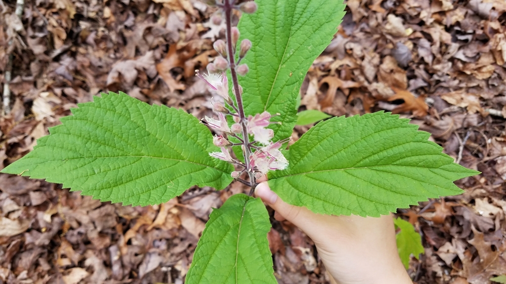 Leaves
