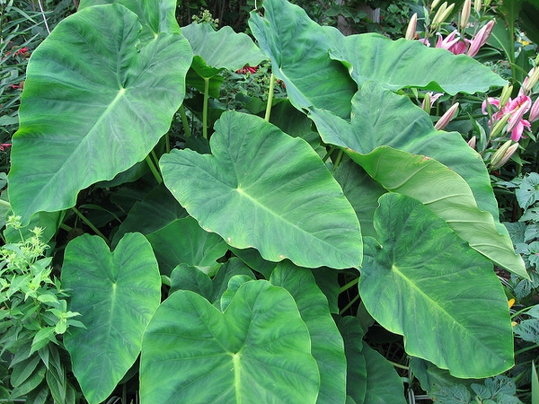 Colocasia esculenta