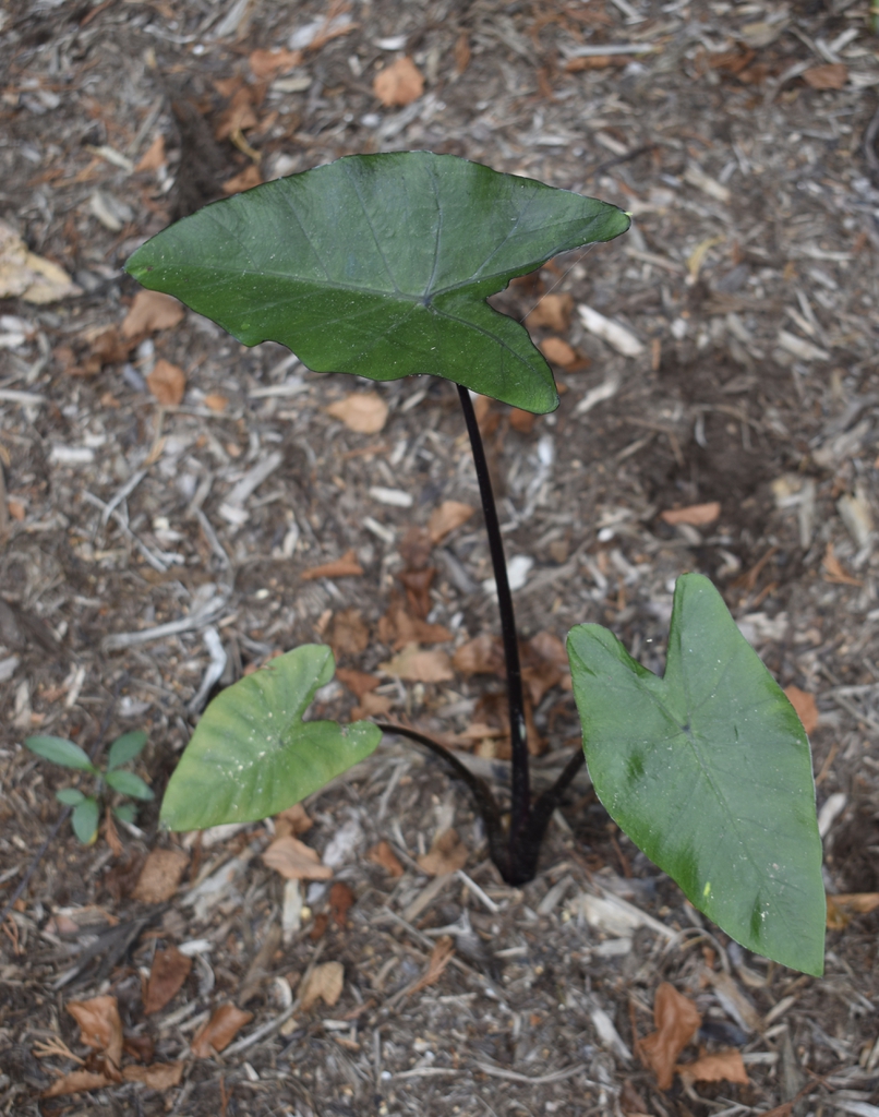 Colocasia