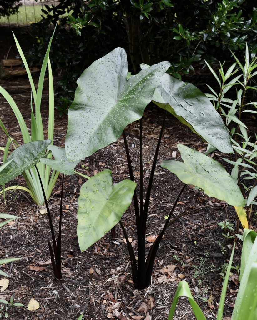 Form - Summer - Wake Co., NC