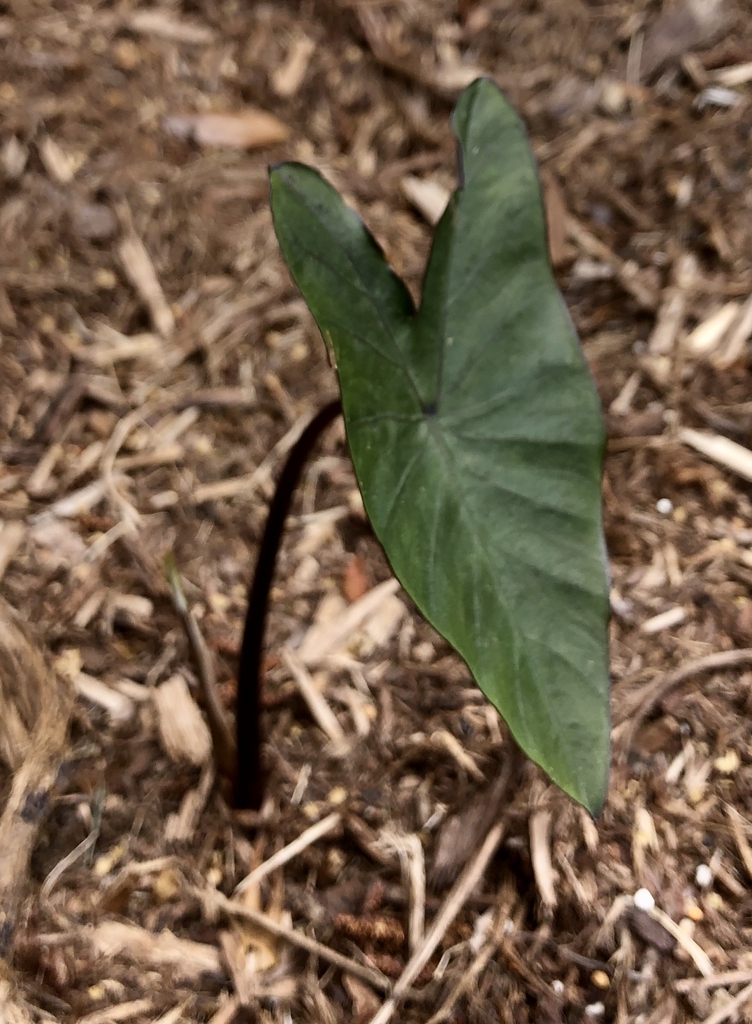 Colocasia