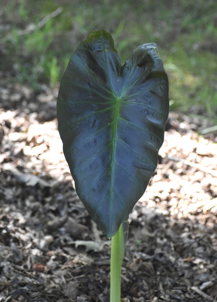 Leaf