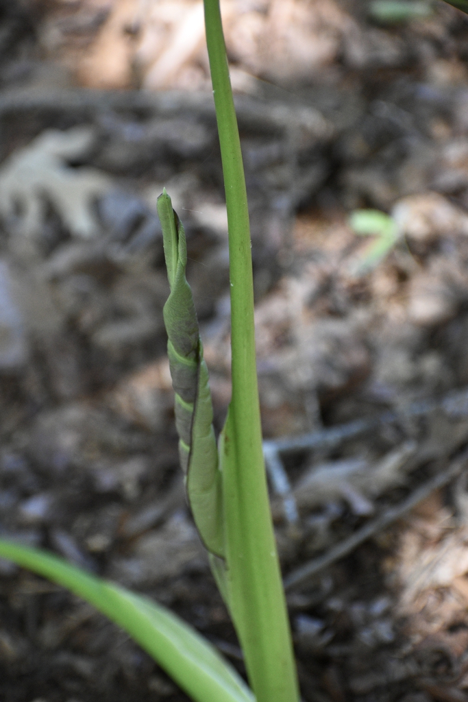 Stem