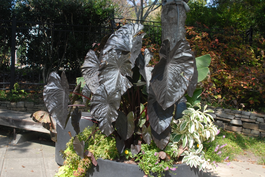 Colocasia
