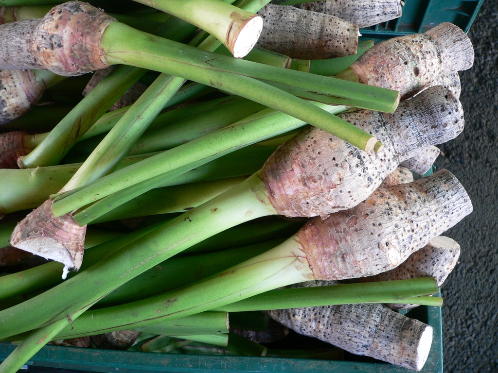 Colocasia esculenta