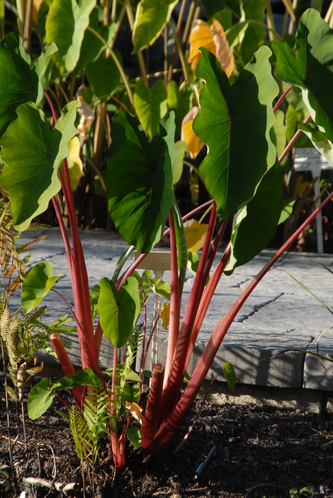 Colocasia esculenta 'Rhubarb' - stalks and foliage close up