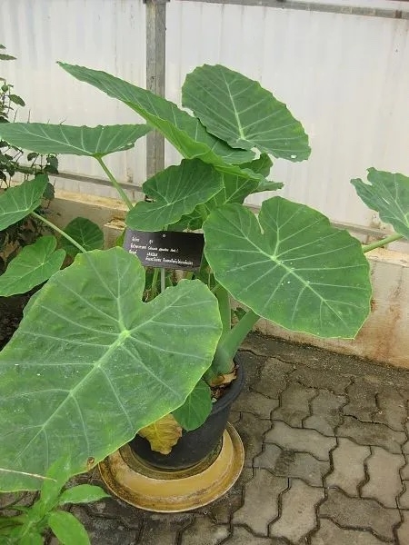 Plant with green leaves in a pot