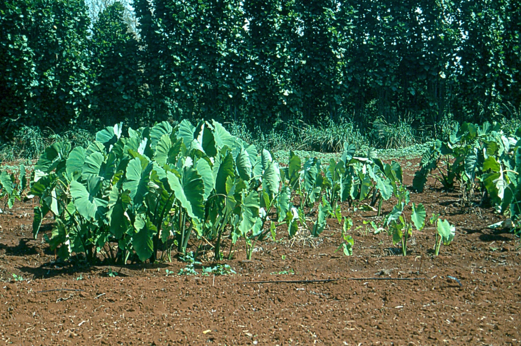 Colocasia spp.