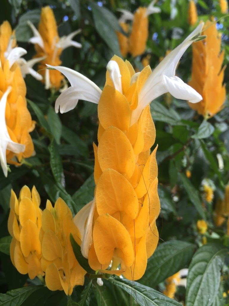 Colorful orange bracts, white tubular flowers