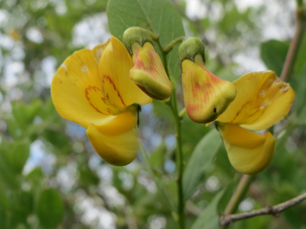 Colutea arborescens leaves and flowers