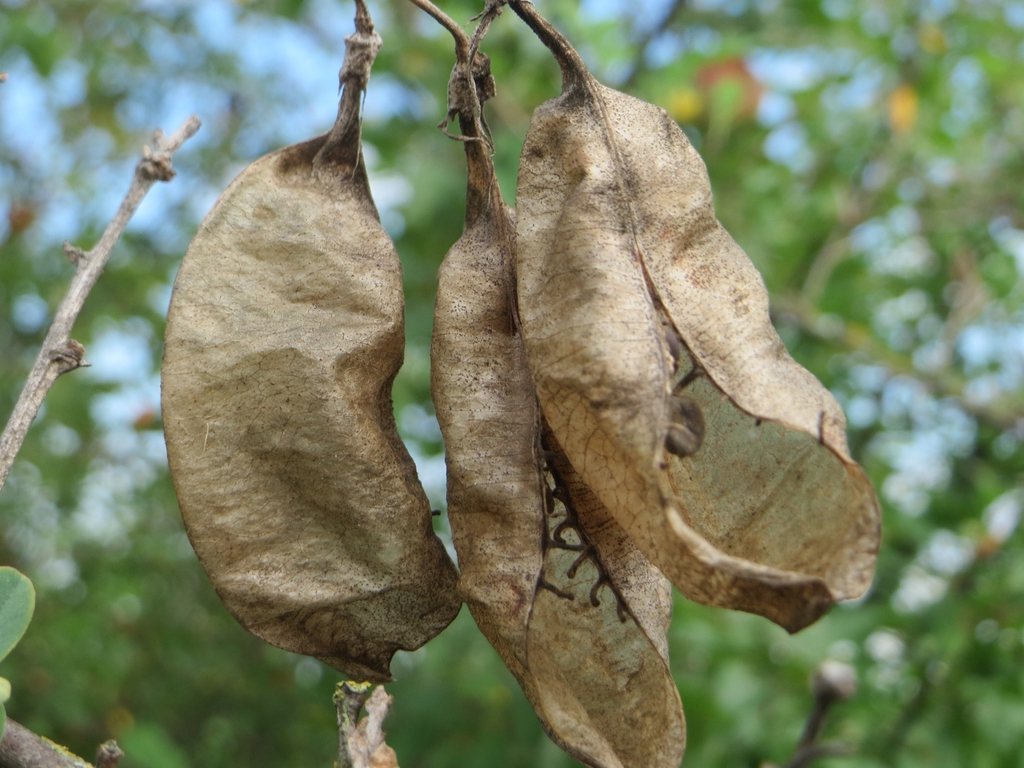 seed pods