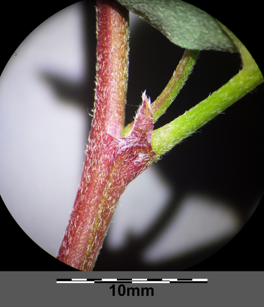 leaves and stem
