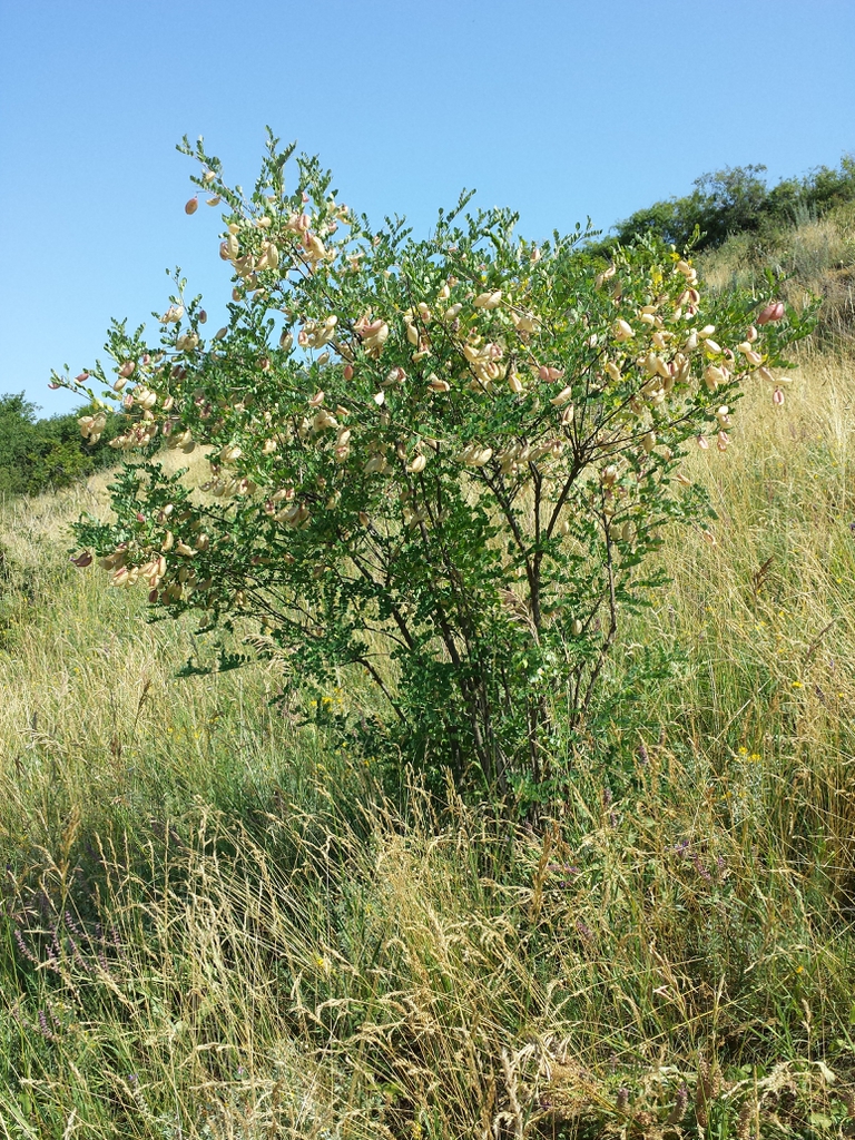 Colutea arborescens