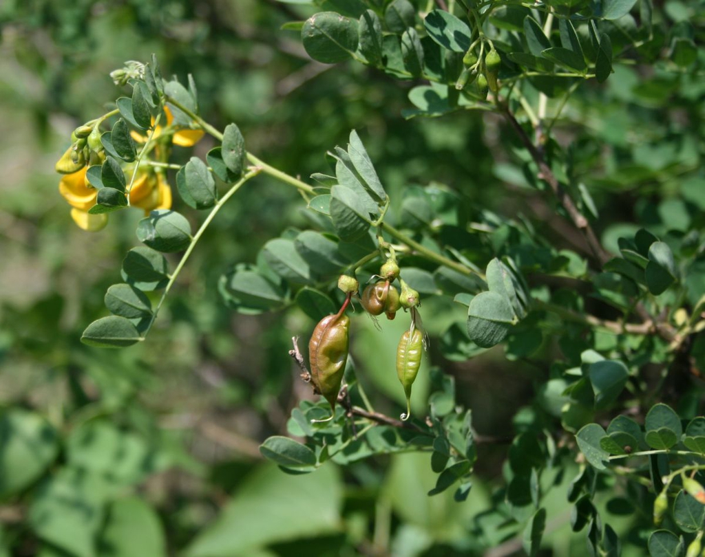 Colutea arborescens