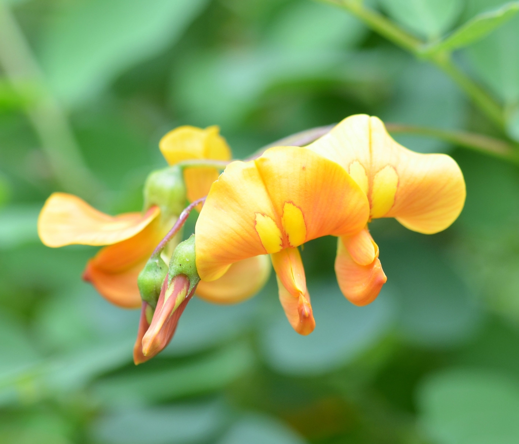 leaves and flowers