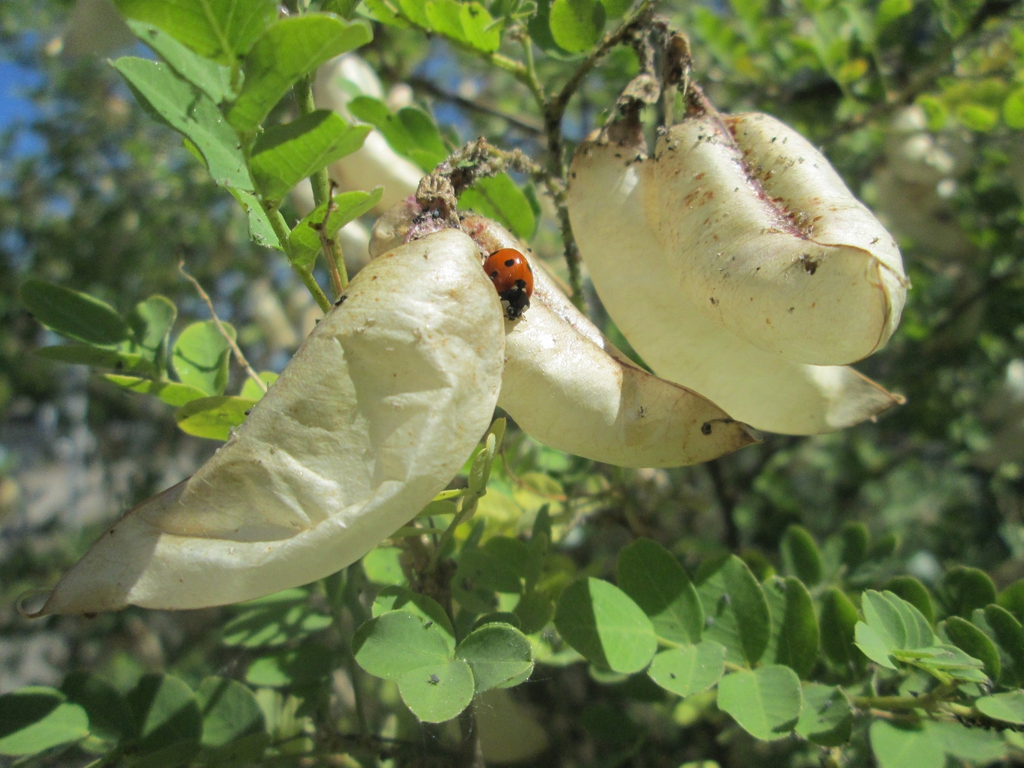 seed pods