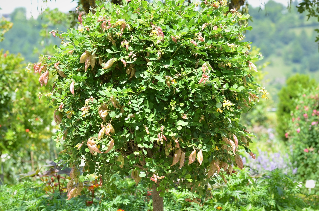 Colutea arborescens