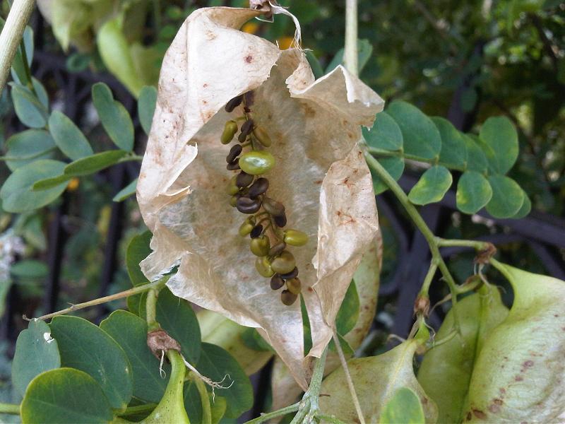 leaves and seed pods