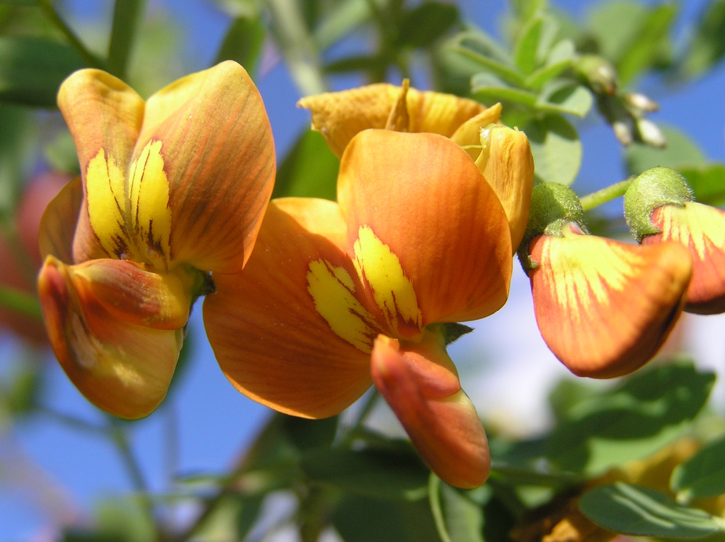 leaves and flowers