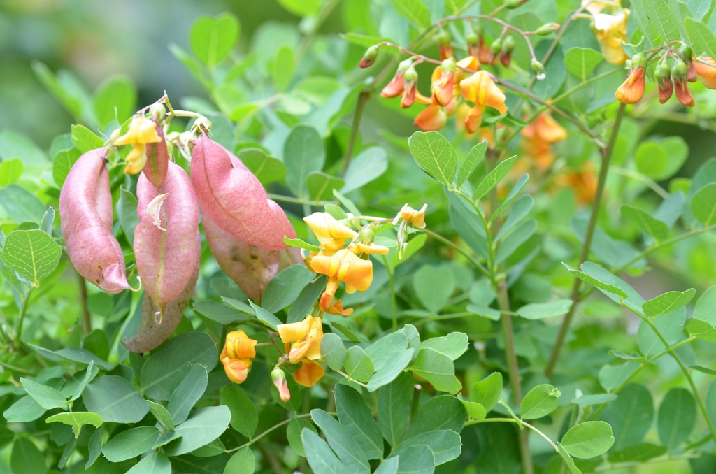 Colutea arborescens
