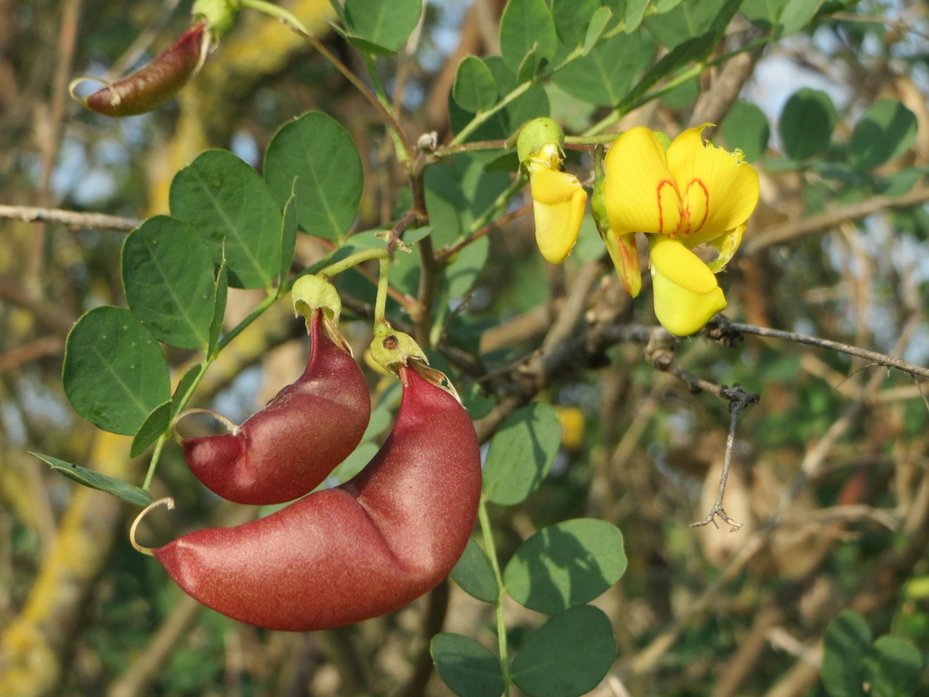 leaves and flowers