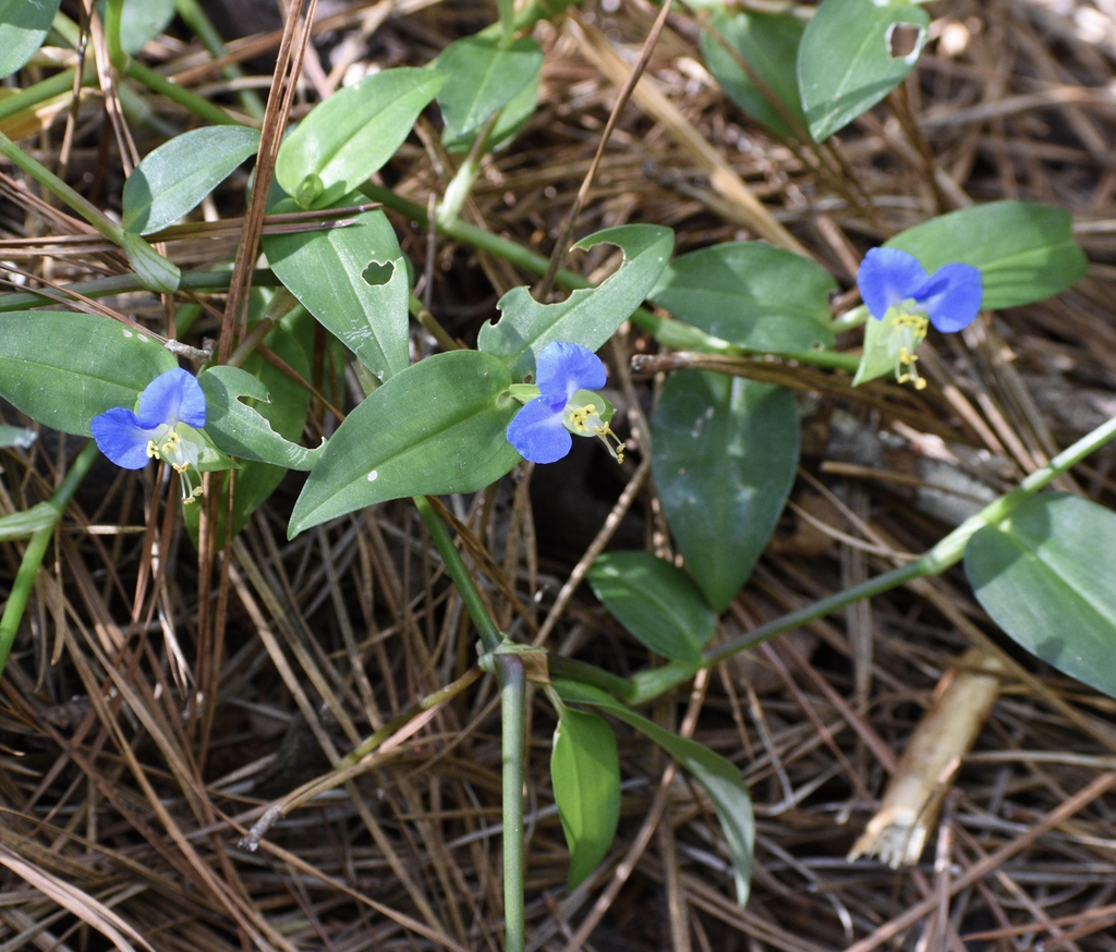 Commelina communis