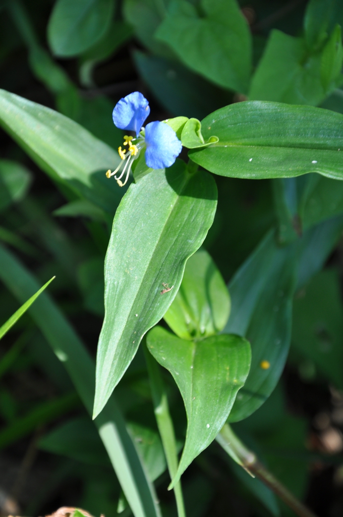 Commelina communis Asiatic Dayflower