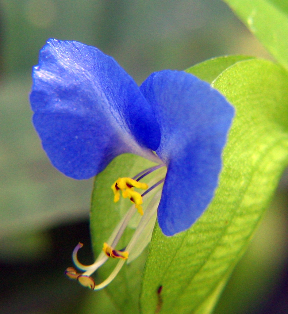 leaves and flower