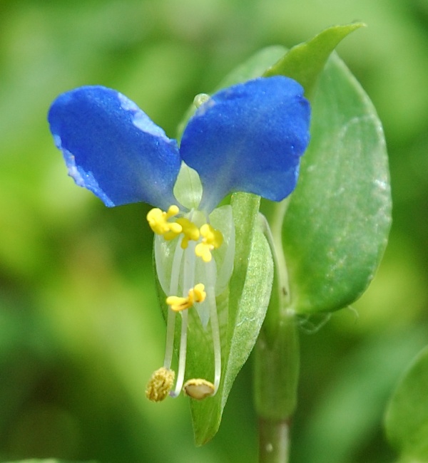 Commelina communis