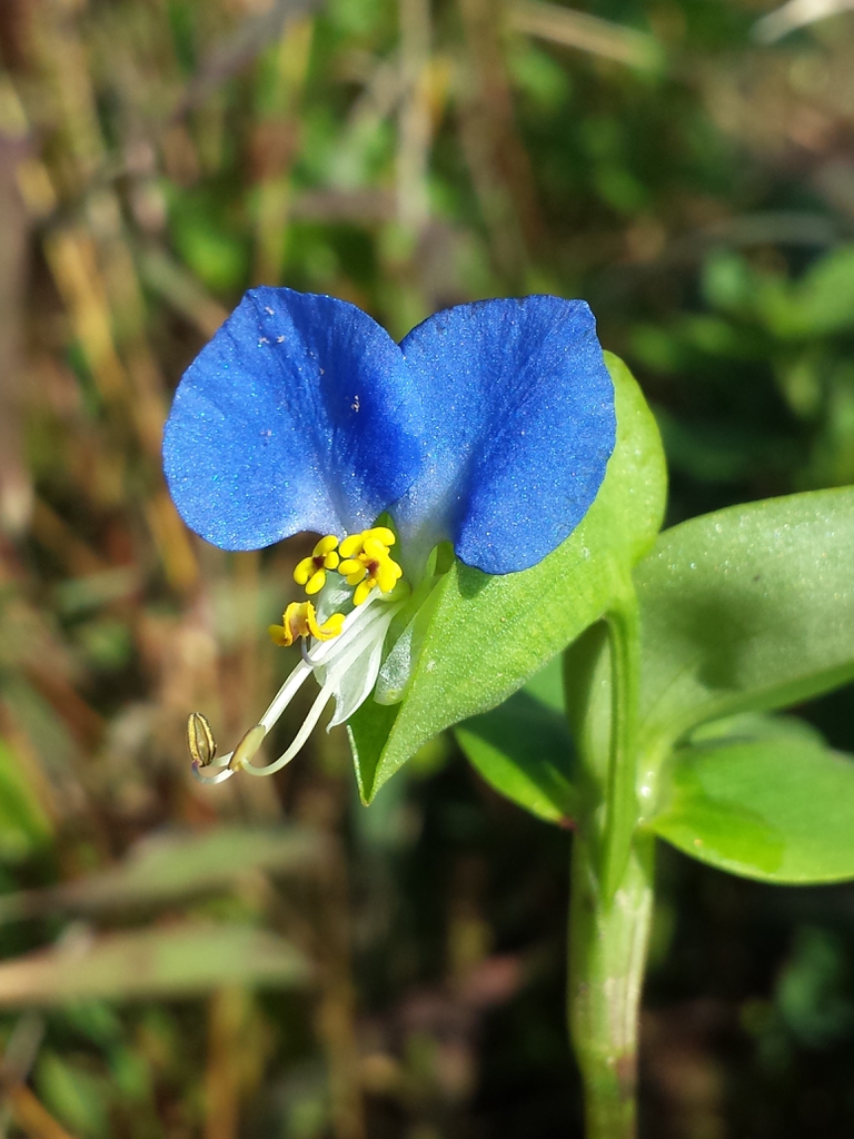 Commelina communis