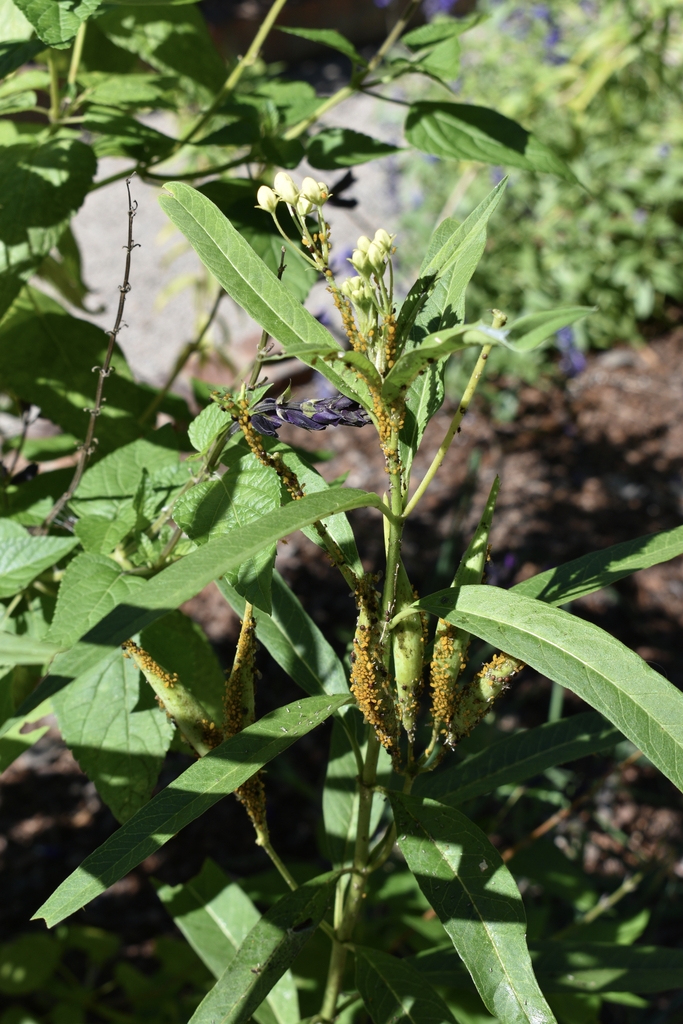 pods covered with yellowish-orange Oleander milkweeds