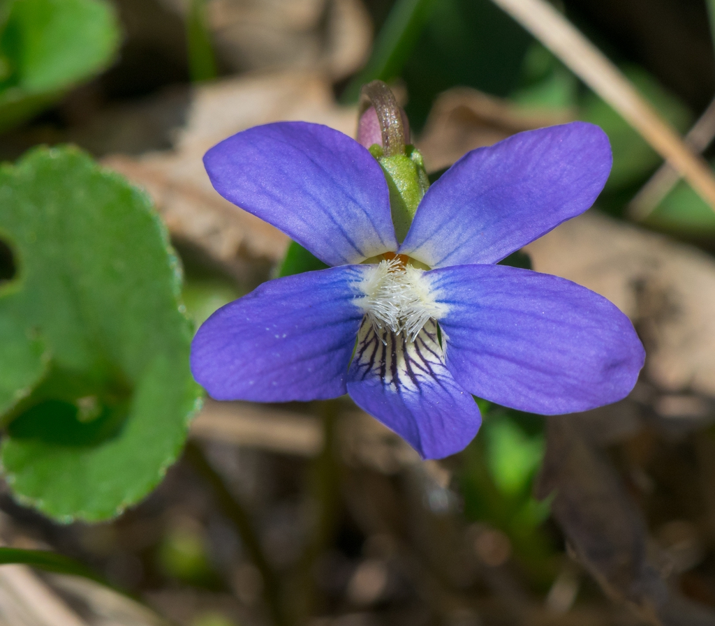 Common Blue Violet ( Viola sororia)